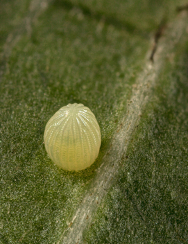 Monarch egg